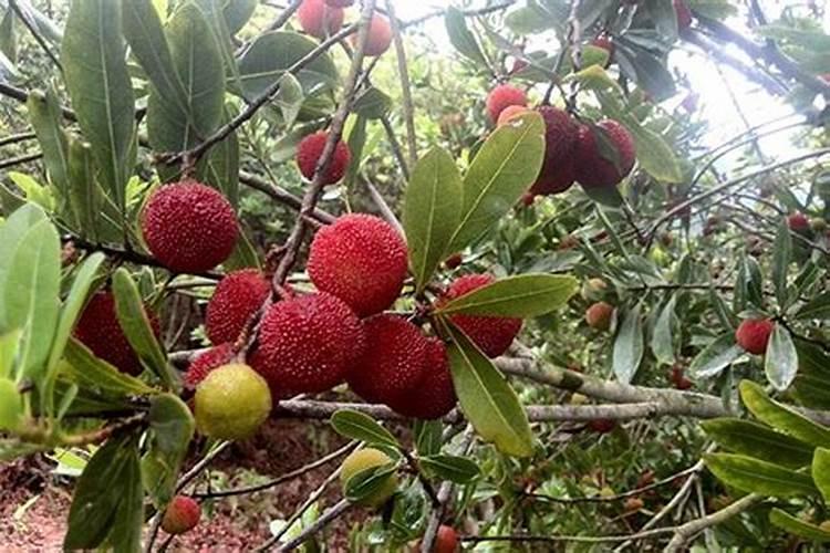 杨梅树磷肥过量如何补救