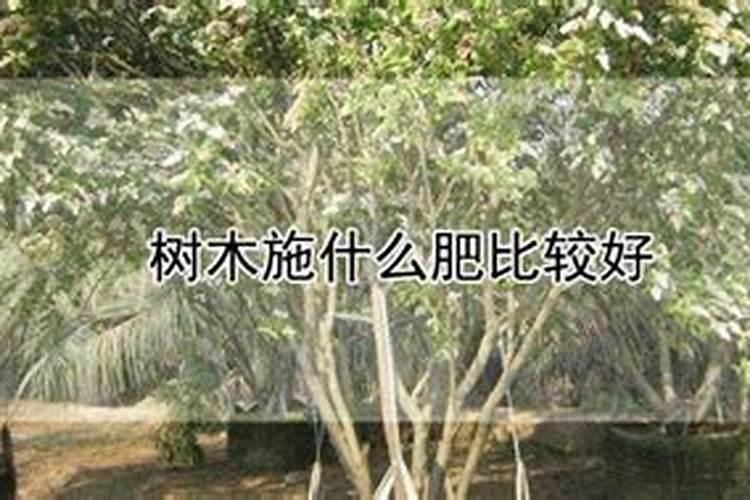 让树木快速生长的肥料 树木施肥方法