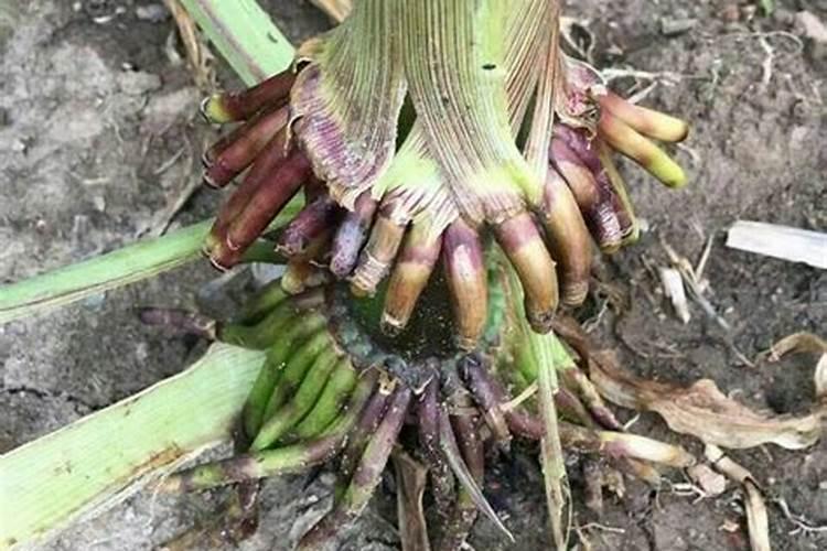 莲花汽车怎么样？  知乎