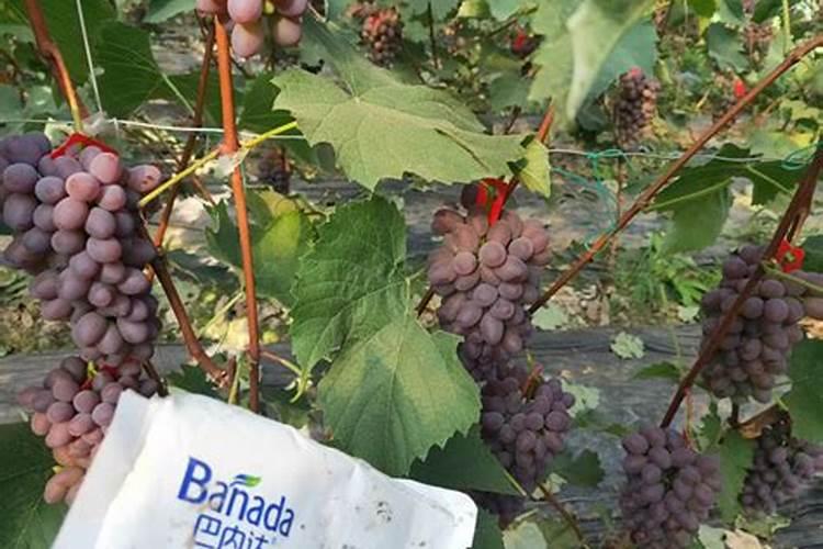 葡萄全年施肥方法