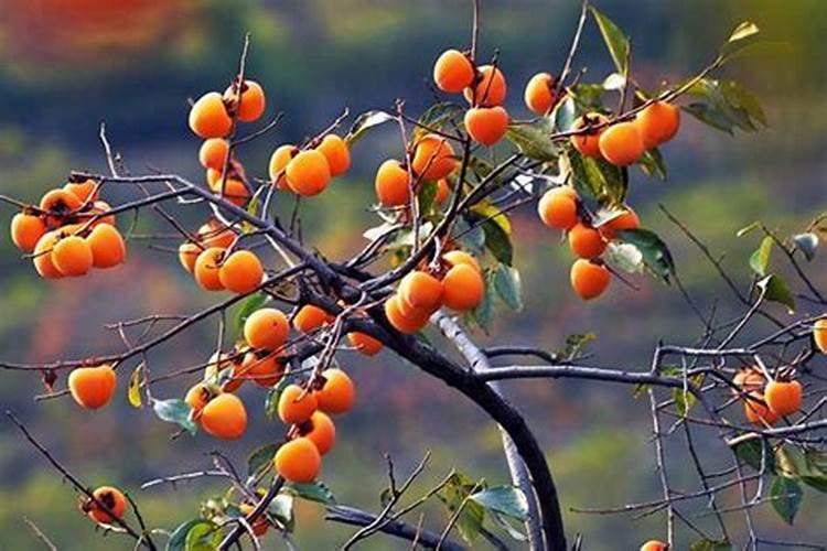 柿子树怎么施肥