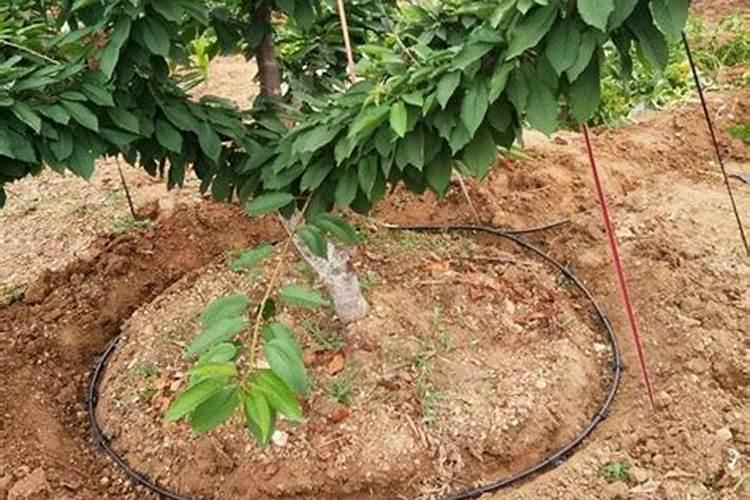 叶片发黄是缺什么肥料