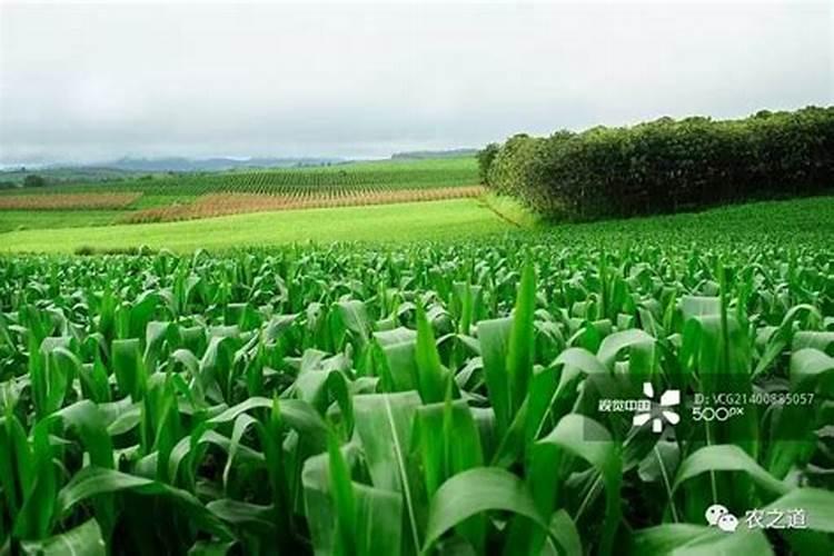 熟黄豆可以给花施肥 熟黄豆是不是可以给花施肥