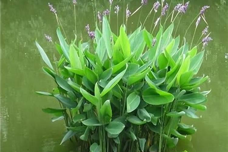 什么花适合埋黄豆里  用煮黄豆怎样给花施肥