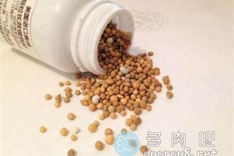 夏天多肉开花后怎么养 夏天多肉开花后养殖方法