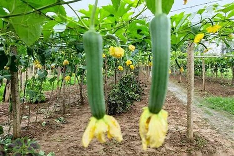 玉米叶面肥几个叶打最好？