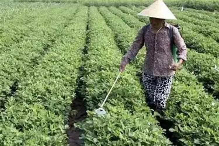 花生控旺新型叶面肥怎么用