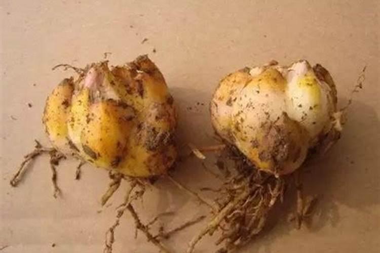 花朵怎样做成颜料？