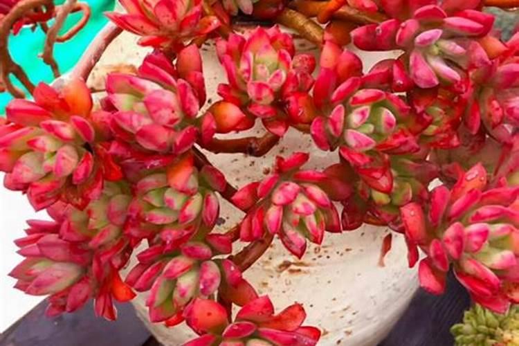 多肉植物乙女心如何养护,它的生长习性以及养殖技巧有哪些