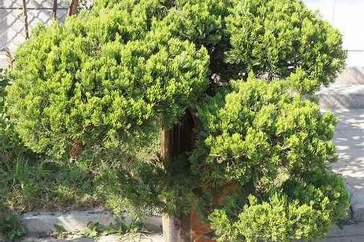 我种了8亩冬青树苗除草,谁知道用什么农药除草,好友什么化肥？