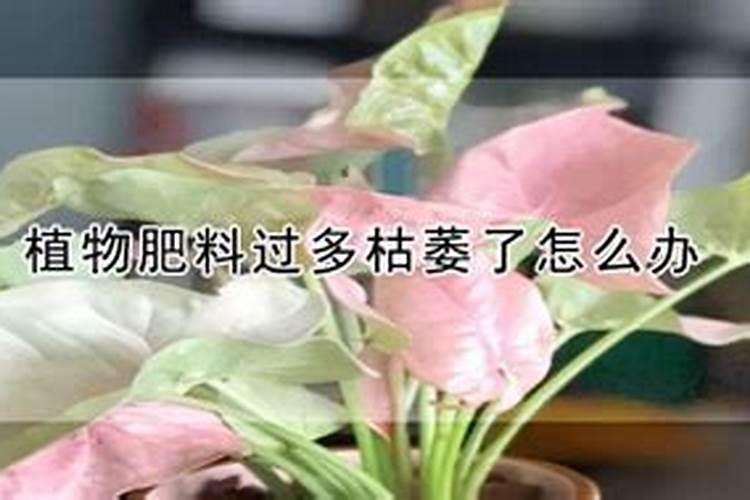 养花化肥施多了怎么办,花肥施过多怎么办