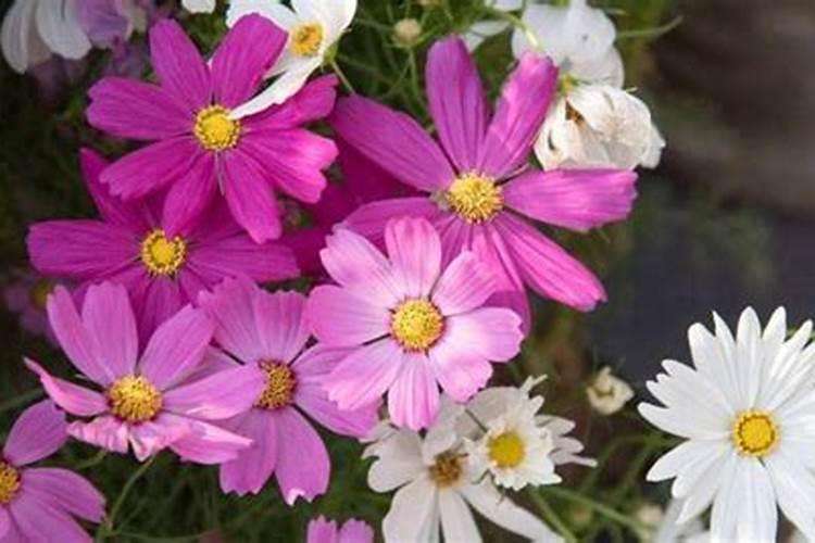 花施肥多了怎么办 花施肥多了如何补救