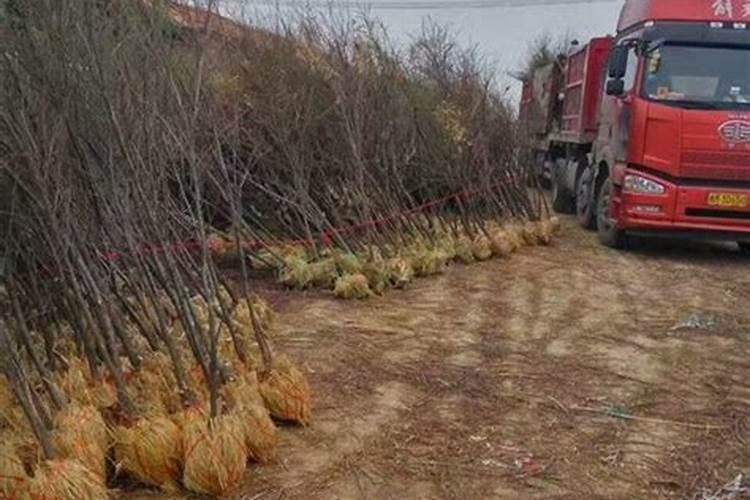 草木灰适合养什么花