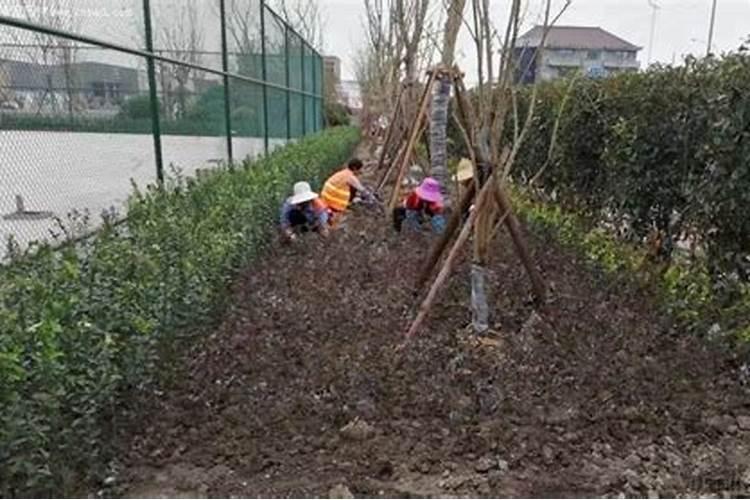 草木灰适合养什么花