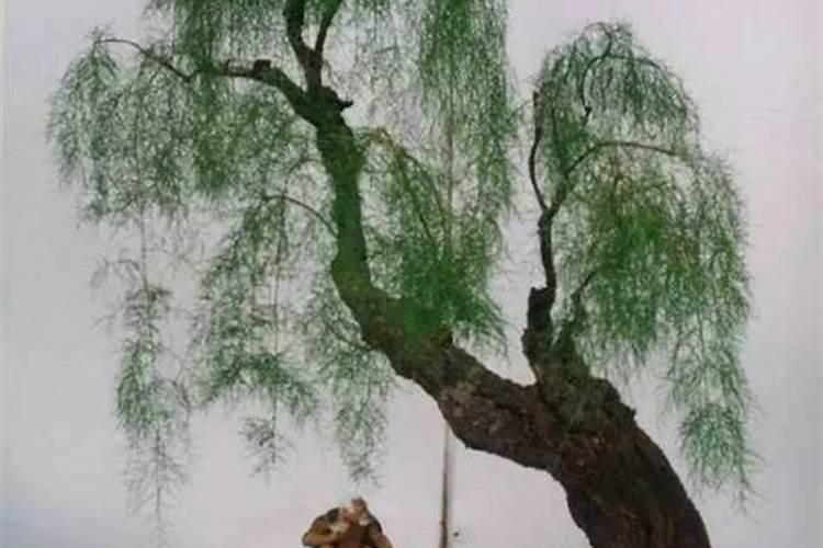 发展柽柳的意义是啥啊,有没有知道的各位!