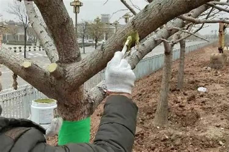 果树叶面肥有哪些