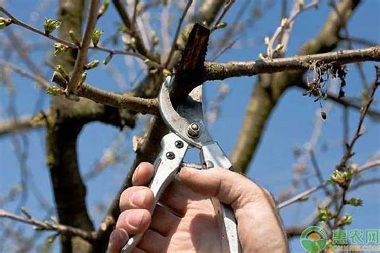 中国最好的果树叶面肥有哪些？