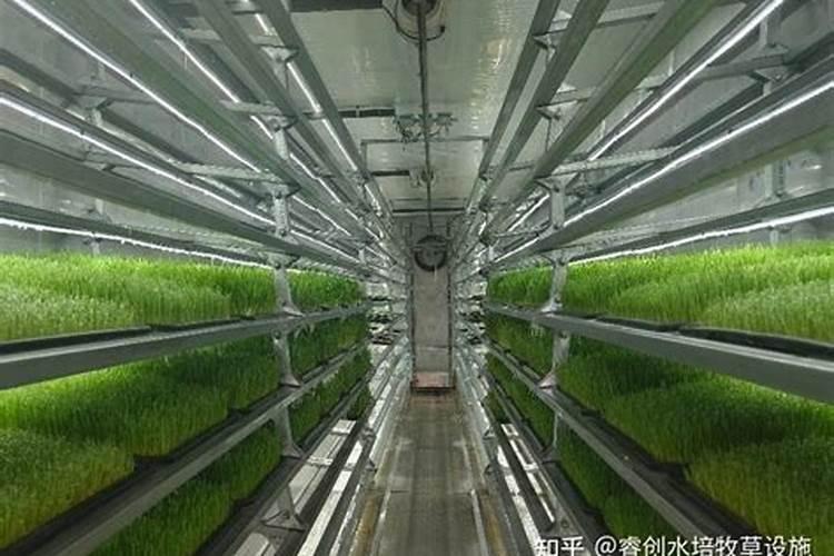 虎皮兰叶子能喷水吗