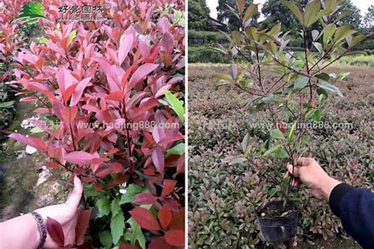 红叶石楠这样管理,它的叶子会更红!