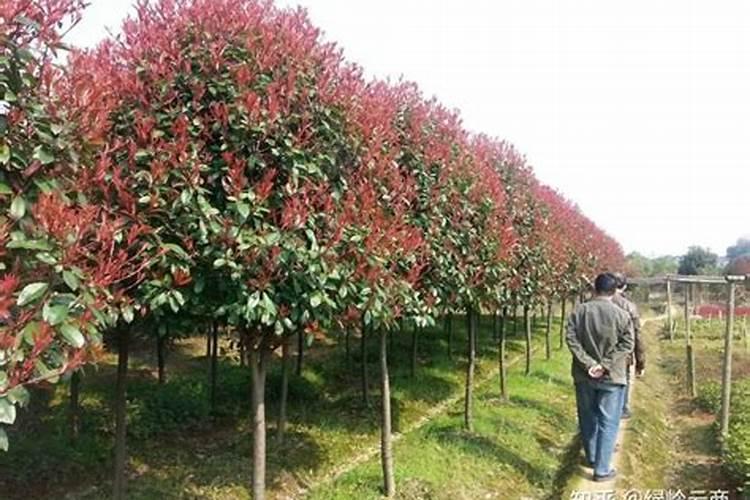 红叶石楠这样管理,它的叶子会更红!