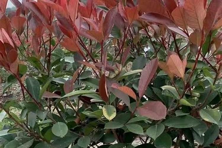 金弹子移盆几天叶子发黑怎么抢救？