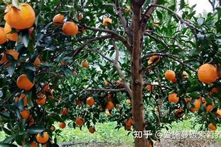 古牛中草药叶面肥怎么样