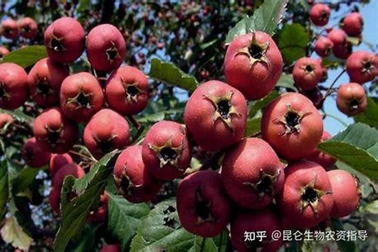 山楂果实病变？