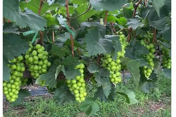 梨树打药时间表都打什么药