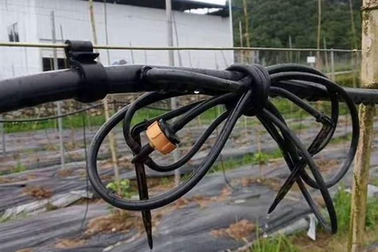 红薯滴灌硫酸钾会烧皮吗