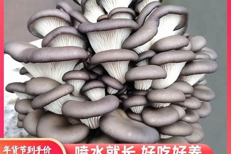 平菇的种植配料