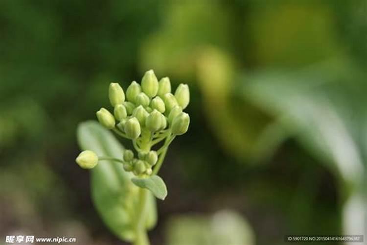 种植油菜该怎么施硼肥？