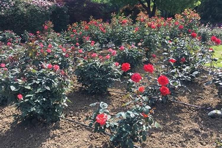 冬天月季施什么肥最好