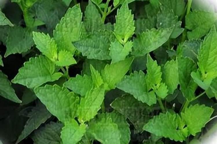 凉粉草栽培技术