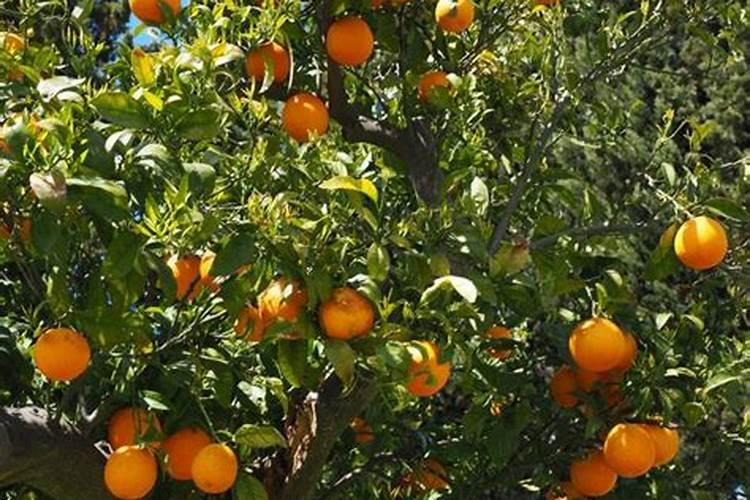 蔬菜田里泡洒肥料可以吗