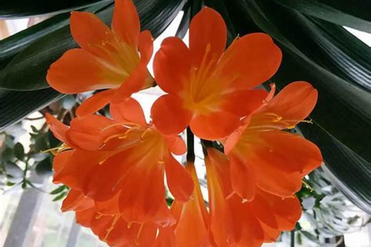 君子兰啥时上肥好