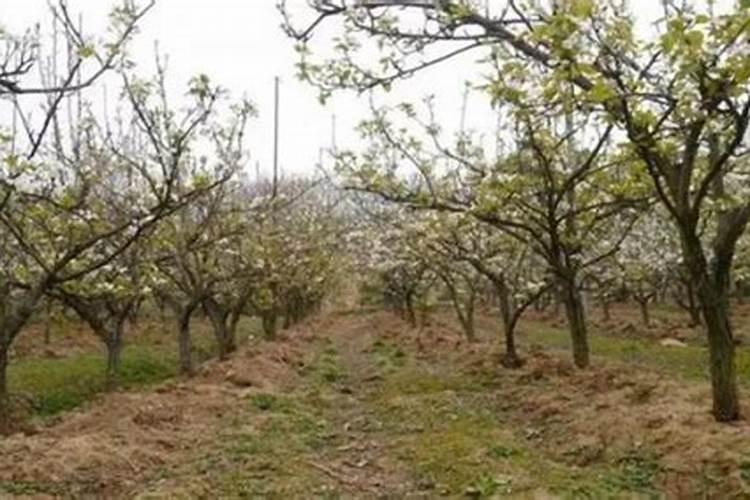 花椒采摘完应该喷什么农药