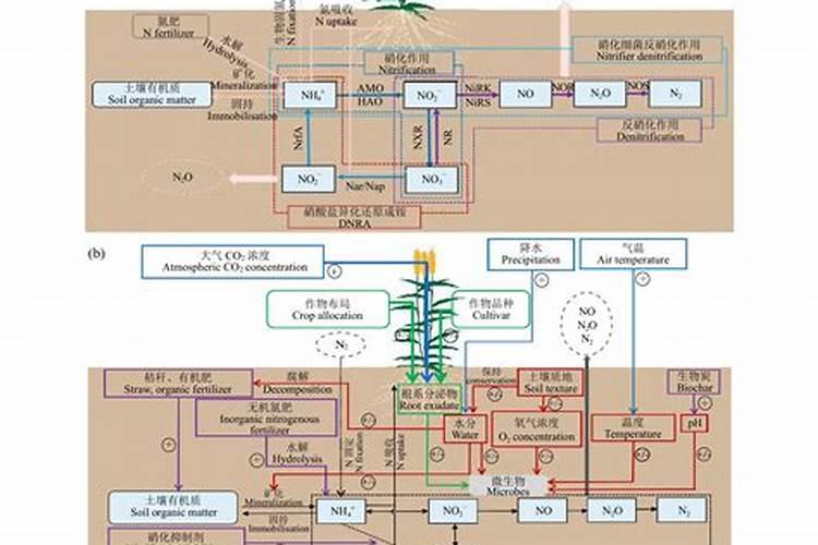 香蕉科学施肥方法,什么时候适合施肥