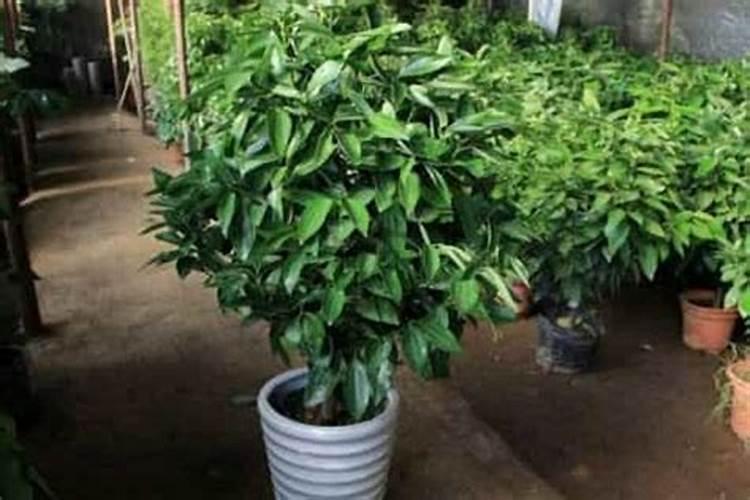 昙花施肥用什么肥料