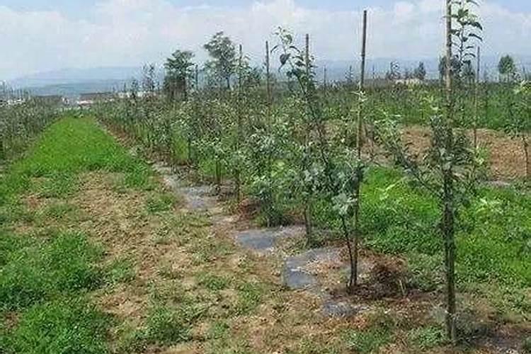 果树专用肥有哪几种,肥料烧根的补救办法