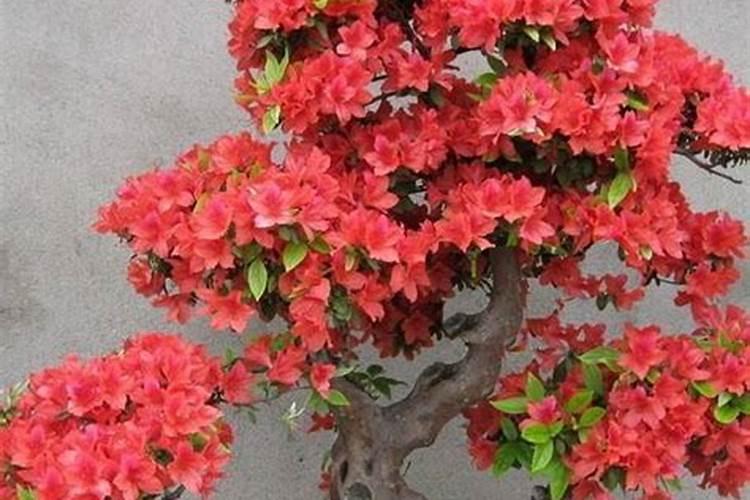 怎样给有花苞的杜鹃施肥