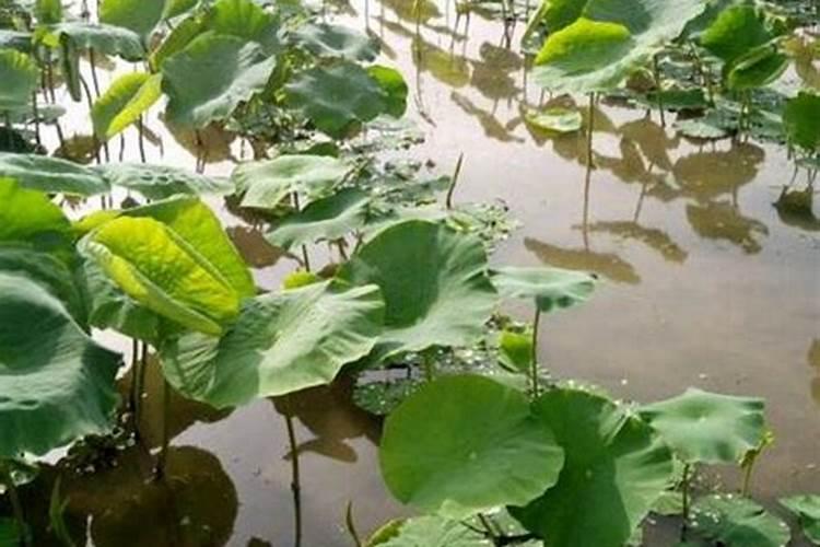 洋葱怎么施肥？洋葱种植方法及播种时间