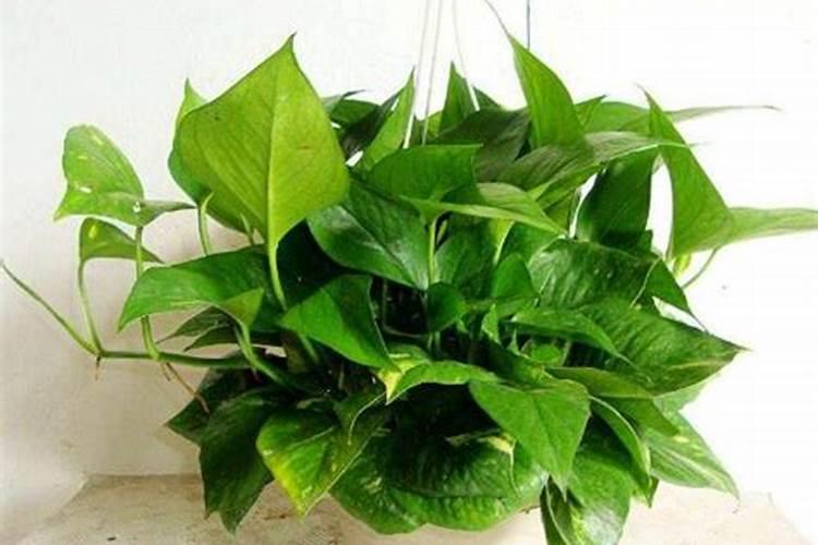 水养绿萝用什么肥料