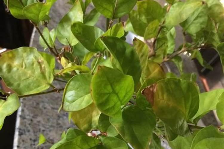 为什么茶花开了两天就掉了,请问缺什么肥料？