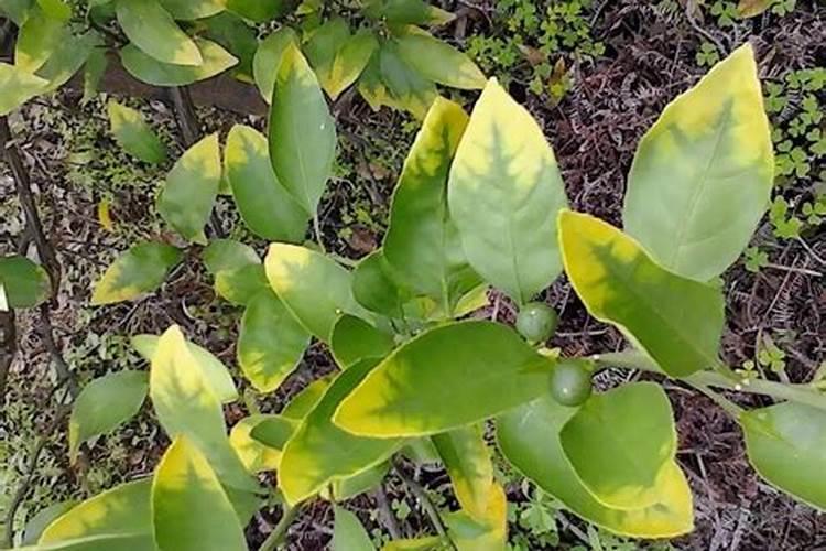 茭白施肥用尿素还是用复合肥好？