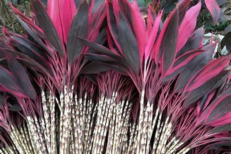 鸿运竹叶子枯黄解决方法 鸿运竹叶子枯黄怎么办