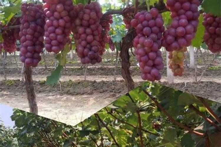 天德生物揭秘:植物蛋白和动物蛋白肥料哪个效果好？