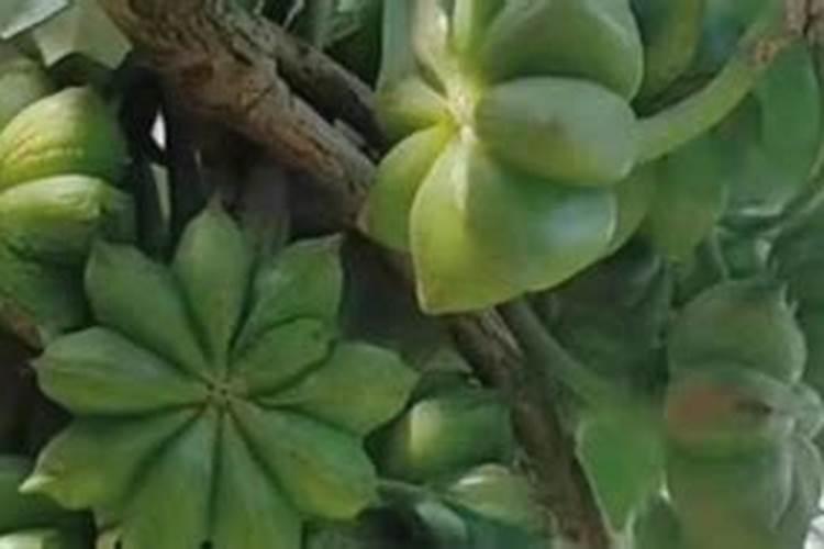 一公顷茶园能产出多少茶叶,茶叶的分类