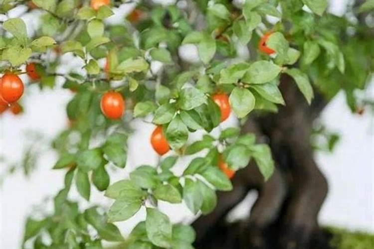 国内有哪些吉罗鱼品种