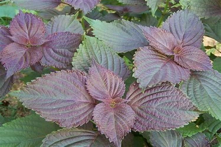 这么好的地方留不住你(柴达木这么好的地方是藏不住了)