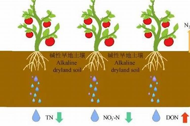 棉花过量施用氮肥怎么办 棉花过量施用氮肥的危害